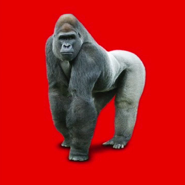 gorilla
