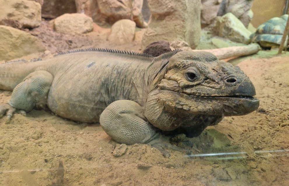 leguaan