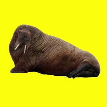 walrus
